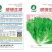 玻璃生菜种子-颜色嫩绿耐热性好株型大喜潮湿