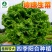玻璃生菜种子-颜色嫩绿耐热性好株型大喜潮湿