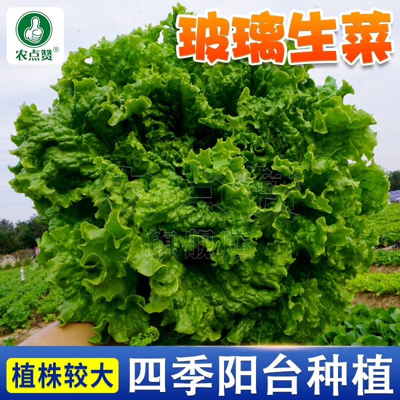 玻璃生菜种子-颜色嫩绿耐热性好株型大喜潮湿