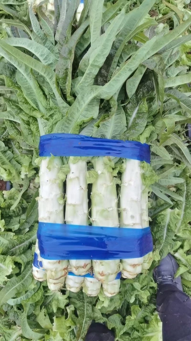 郯城红叶莴苣，紫叶莴苣抗热二红等品种，不空心。