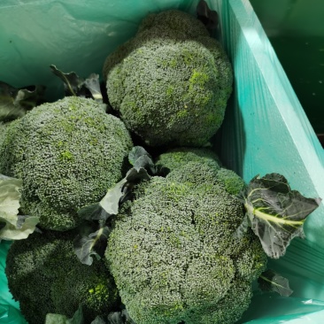出口高品质西兰花，量大价优，品质稳定可电商，可出口