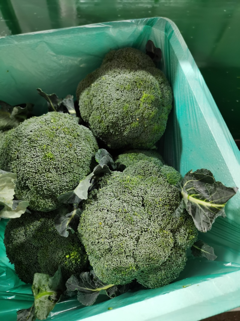 出口高品质西兰花，量大价优，品质稳定可电商，可出口