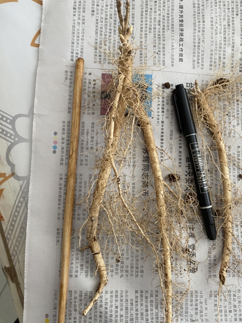 白鲜皮苗子两年生