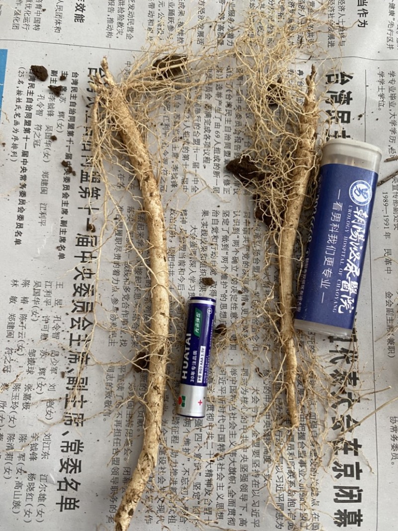 白鲜皮苗子两年生