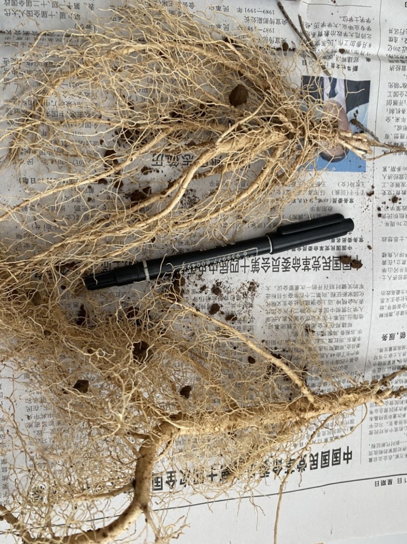 白鲜皮苗子两年生