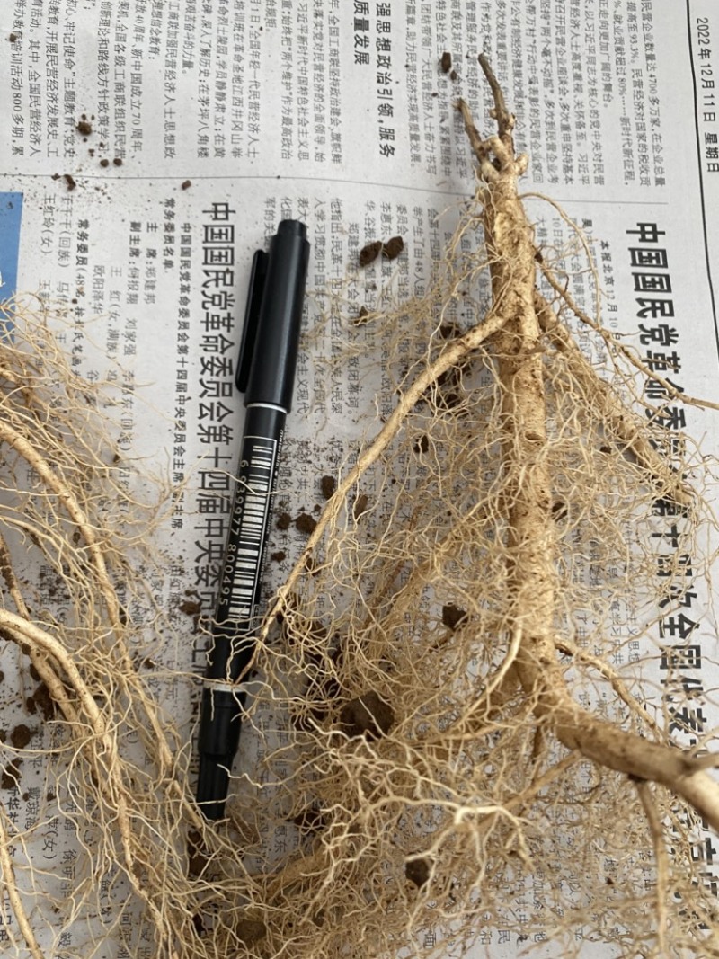 白鲜皮苗子两年生