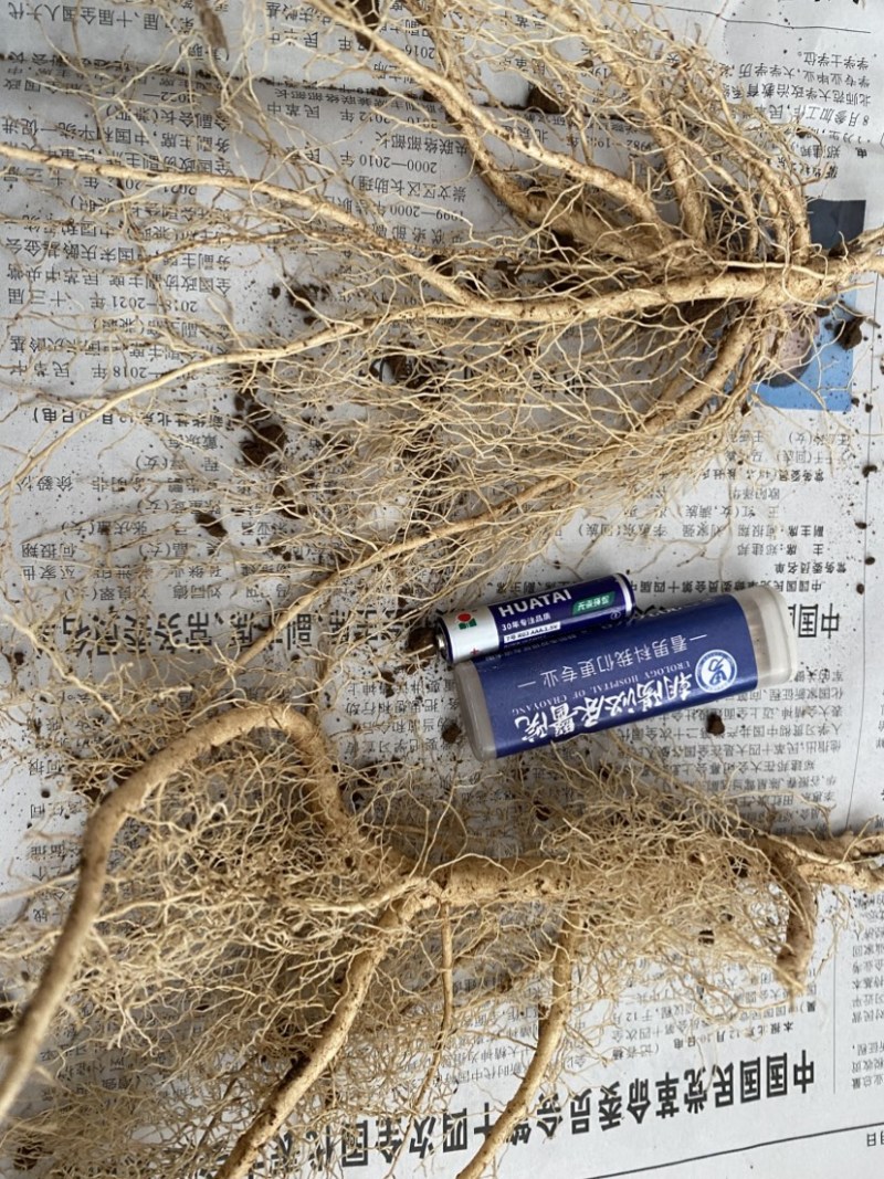 白鲜皮苗子两年生