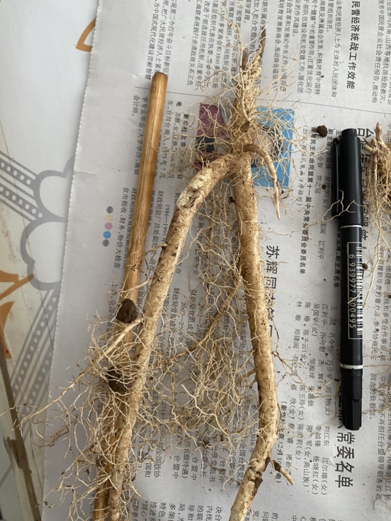 白鲜皮苗子两年生