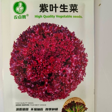 紫叶生菜种子-质嫩脆甜口感佳边采边吃耐热耐寒