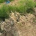 大天冬种苗批发优质高产四川基地直销
