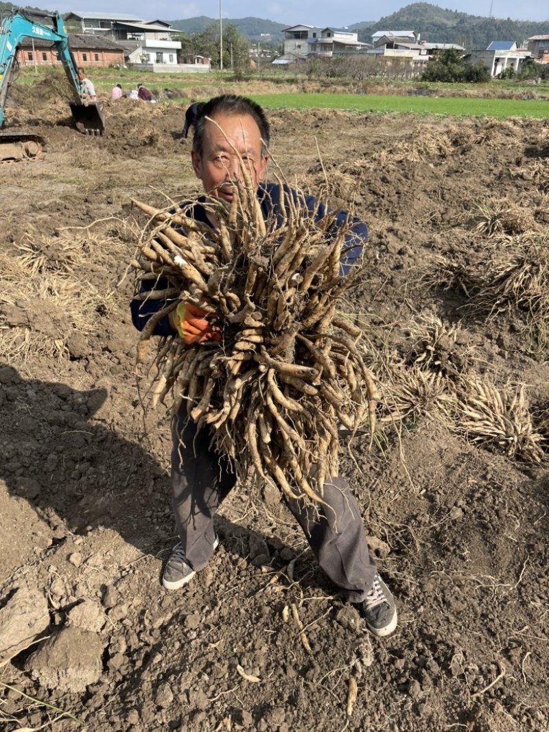 百部苗，签合同，抗病强成活率高，产量高现苗，四川产地直发