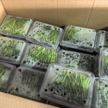 水培豌豆苗厂家直发一手货源，价格优惠，欢迎采购