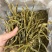 珍虫石斛云南珍虫石斛货供应