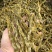 珍虫石斛云南珍虫石斛货供应