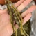 珍虫石斛云南珍虫石斛货供应