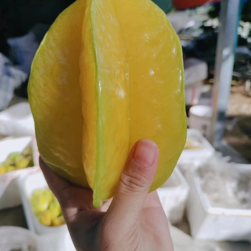 红龙杨桃礼盒装