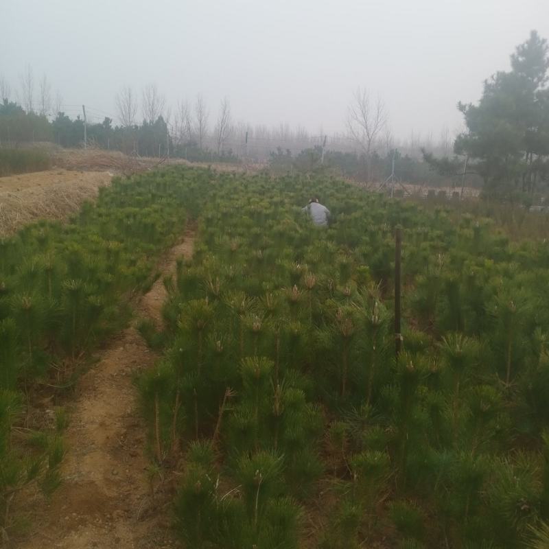 黑松支持视频看货，可发往全国市场
