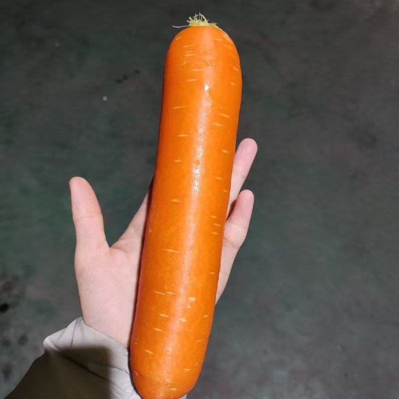 出口韩国胡萝卜山东寿光源头发货
