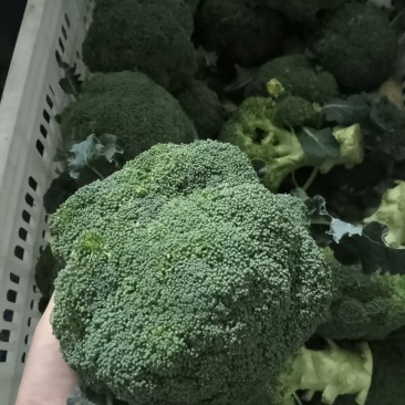 出口标准-西蓝花精品炎秀产地看货论价保质保量量大从优