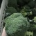 出口标准-西蓝花精品炎秀产地看货论价保质保量量大从优