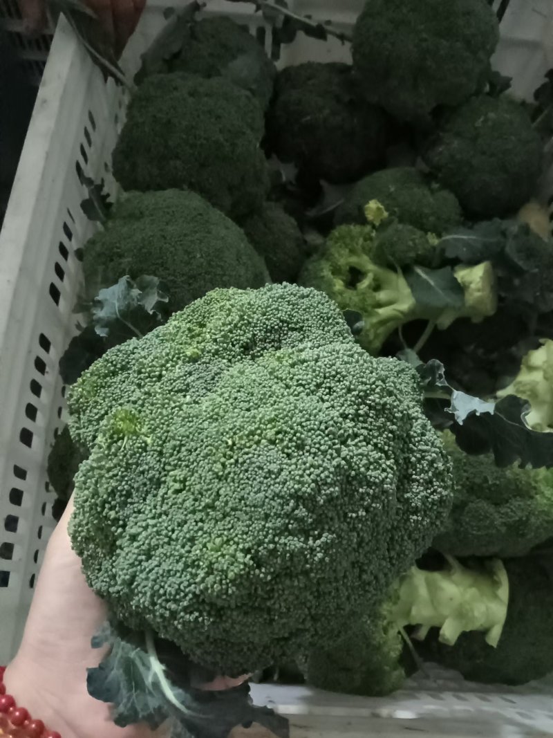 出口标准-西蓝花精品炎秀产地看货论价保质保量量大从优