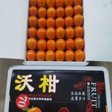 出口沃柑大量现货出口内贸都可以
