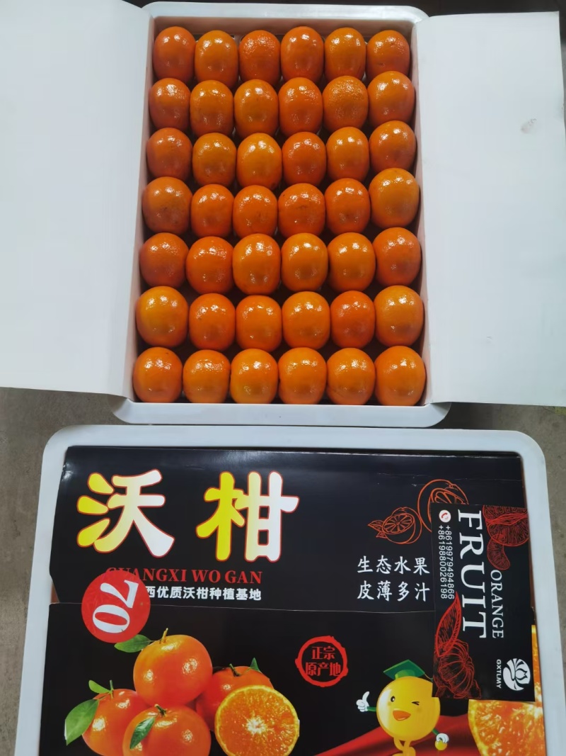 出口沃柑大量现货出口内贸都可以