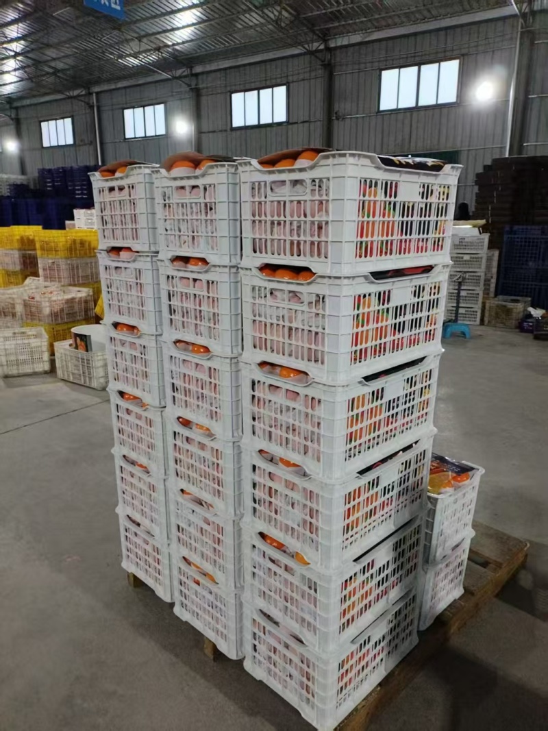 出口沃柑大量现货出口内贸都可以