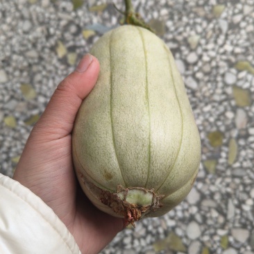 高石脆瓜