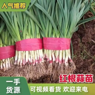 红根蒜苗，河南蒜苗产地一手货源直发，无中间商，专业代办