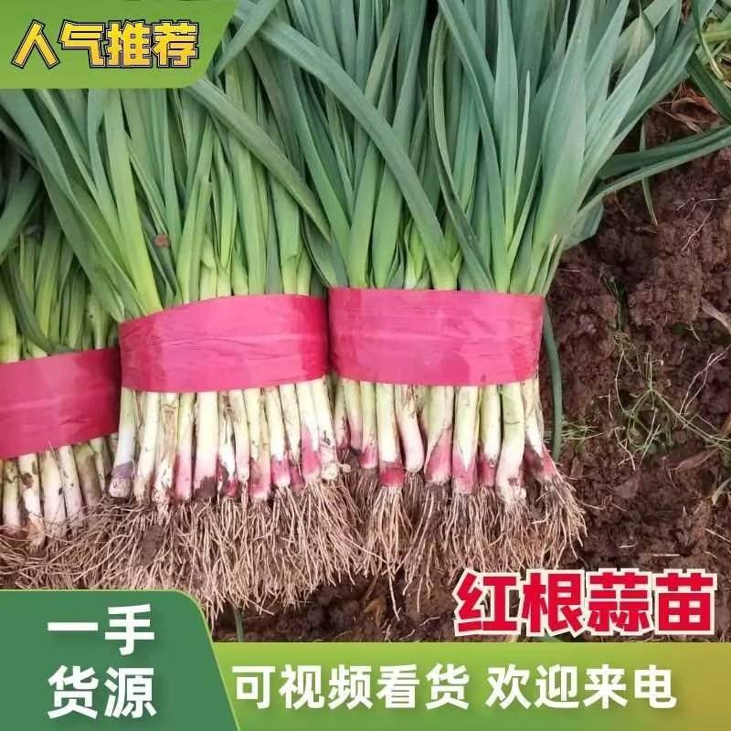 红根蒜苗，河南蒜苗产地一手货源直发，无中间商，专业代办