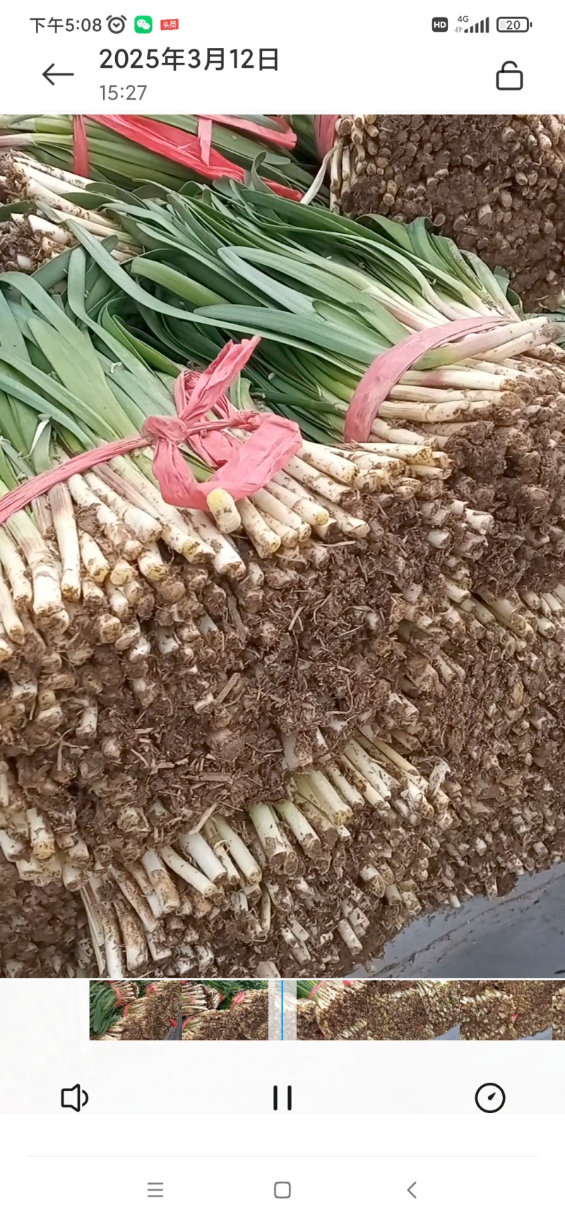 本地韭菜已上量诚寻各地客户收售合作诚信代收代发