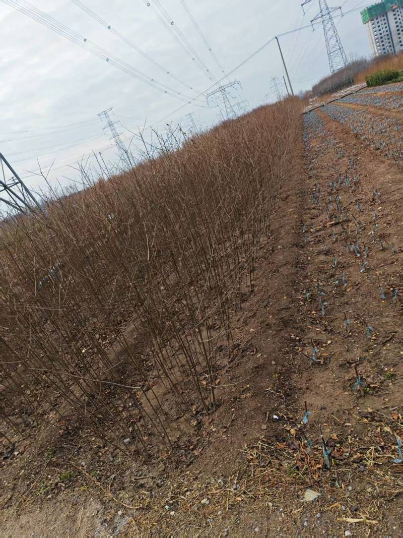 批发软枣苗山东软枣树苗嫁接新品种柿子树占木