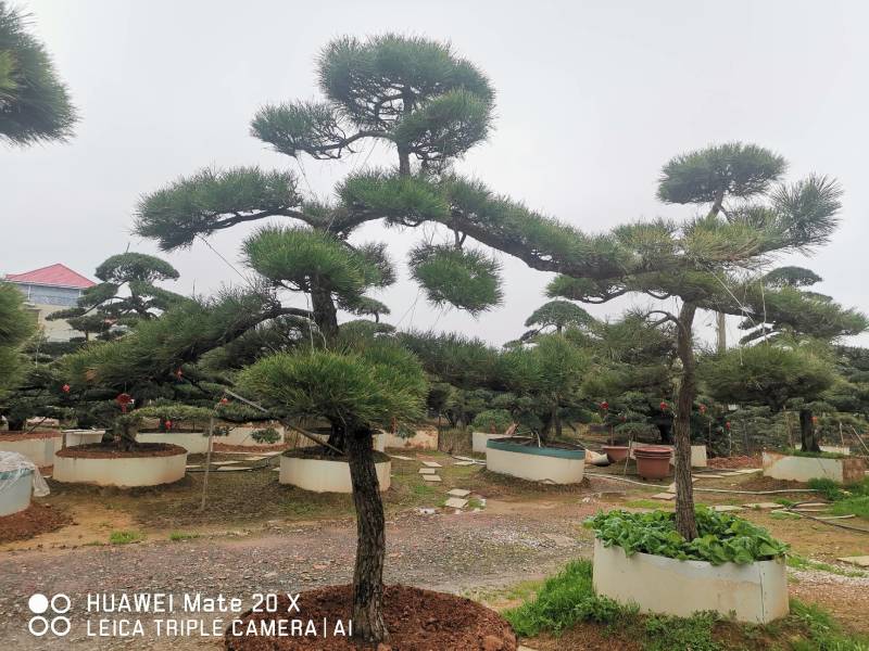 黑松