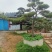 黑松