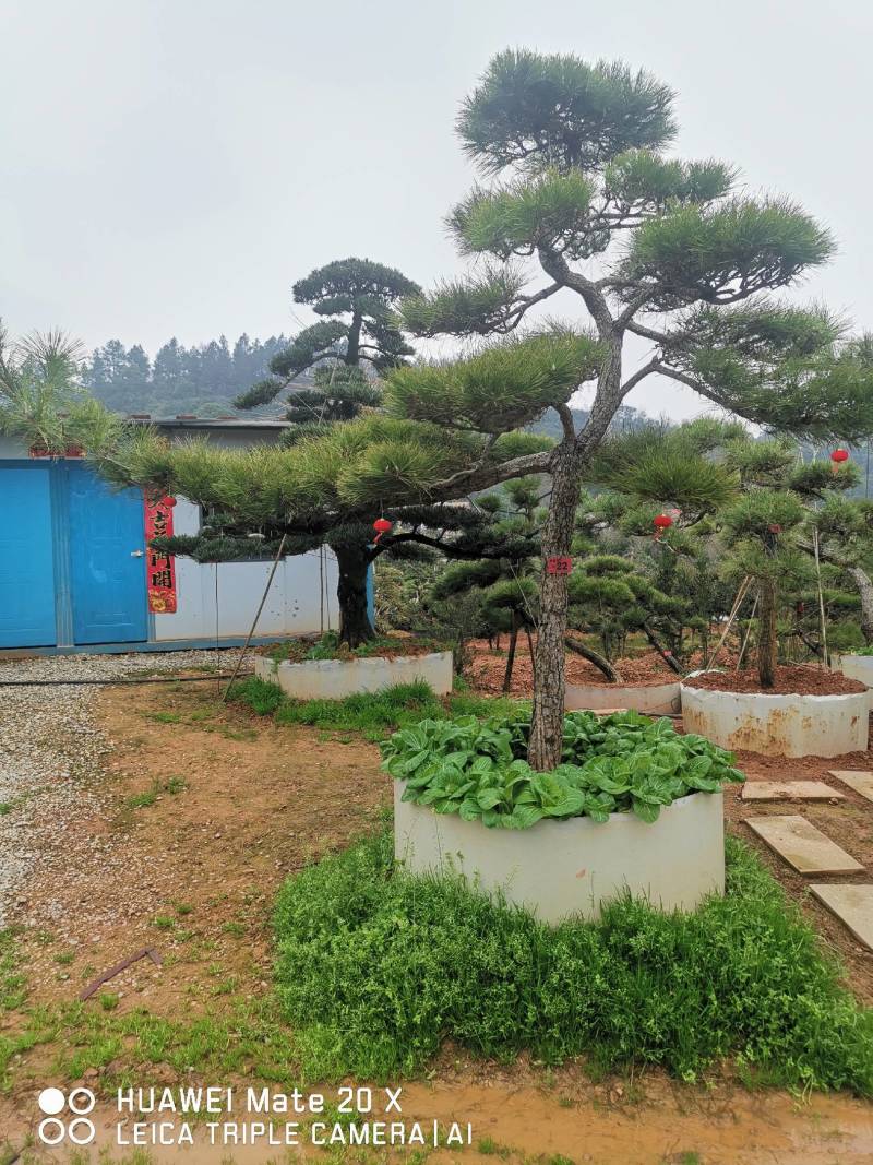 黑松