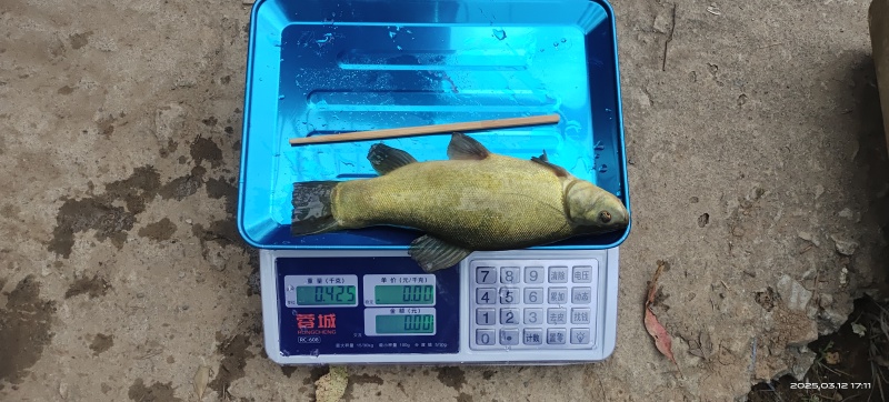 一年只长一斤的丁桂鱼