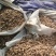 改良香蕉型玄参芽头大量有货，一手货源，欢迎客户前来合作