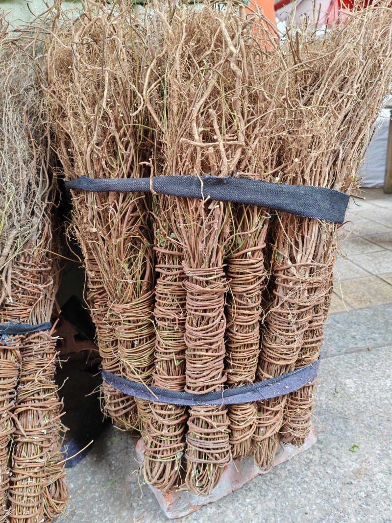 鸡骨草
