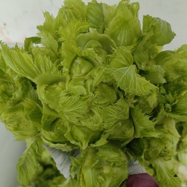 四川精品儿菜，颜色清秀，个头均匀。货源充足