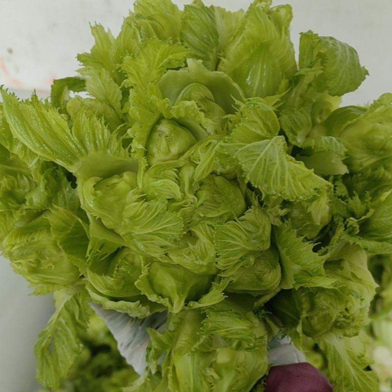 四川精品儿菜，颜色清秀，个头均匀。货源充足