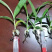 白芨种苗，速度联系量大从优，一手货源，四川产地直发