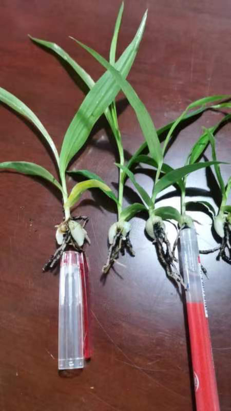白芨种苗，速度联系量大从优，一手货源，四川产地直发