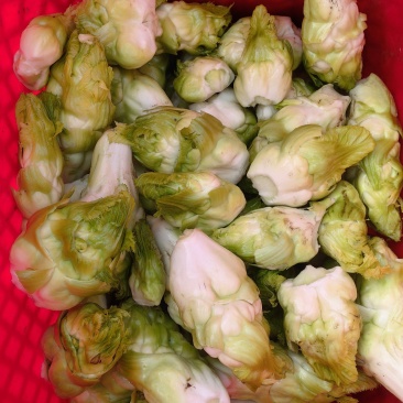 四川精品耳菜芽子