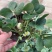 天仙醉草莓母株苗带花带果无根腐无炭迹无角斑成活率高繁殖能