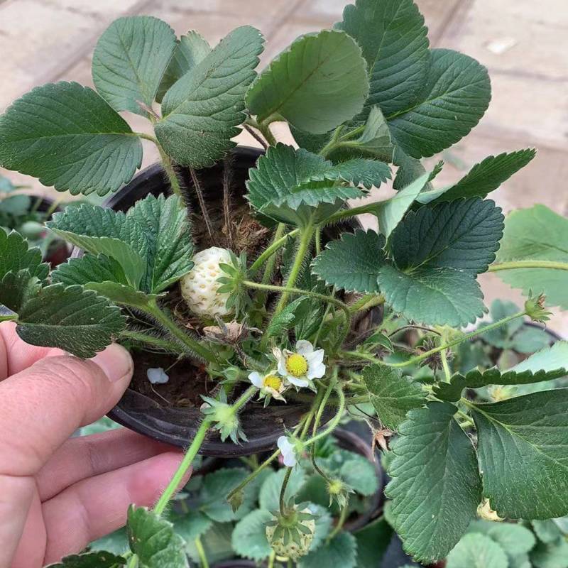 天仙醉草莓母株苗带花带果无根腐无炭迹无角斑成活率高繁殖能
