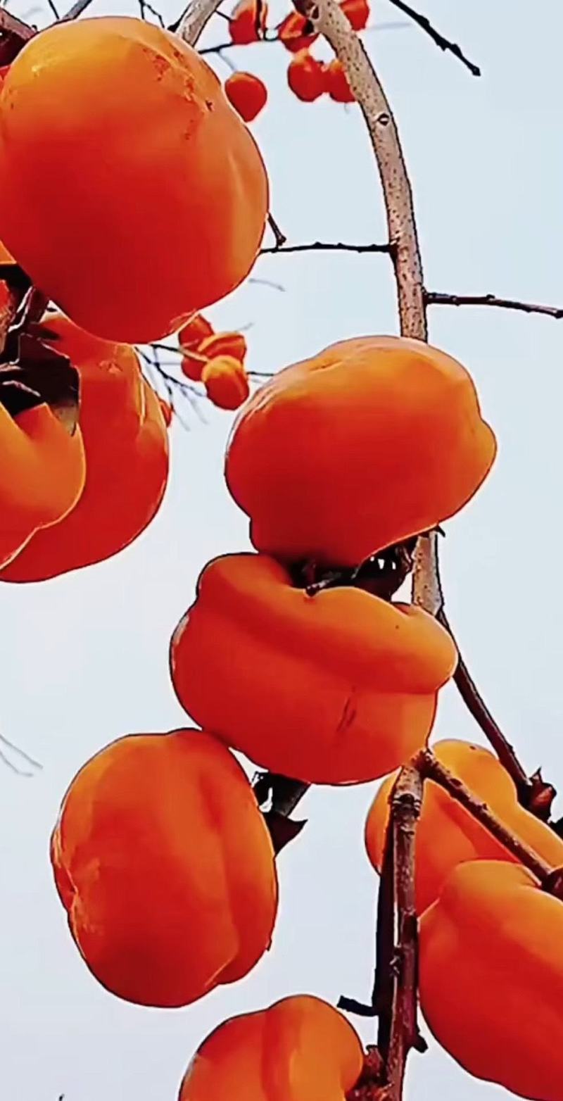 磨盘柿子树苗，嫁接苗熟了就可以吃都是现挖现卖的，