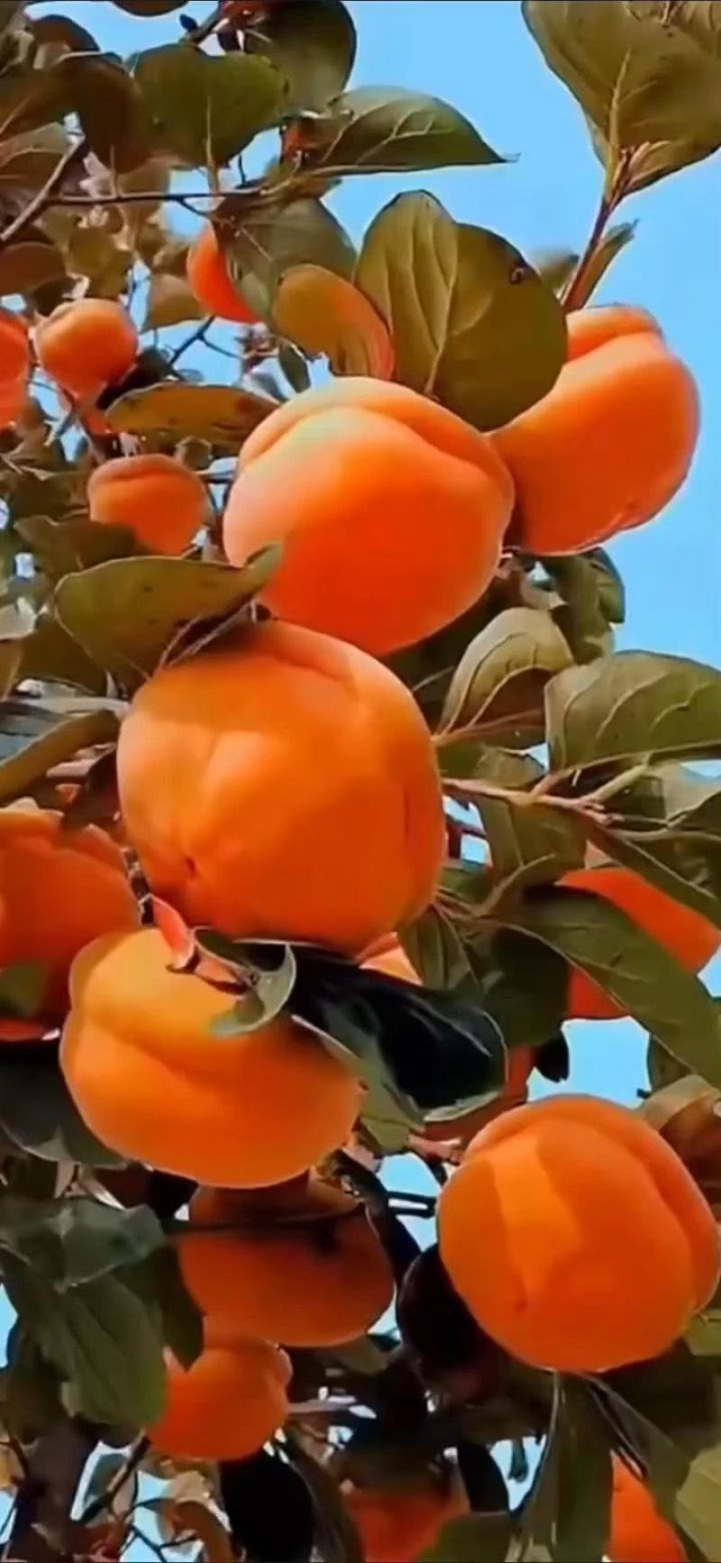 磨盘柿子树苗，嫁接苗熟了就可以吃都是现挖现卖的，