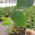 天仙醉草莓母株苗带花带果无根腐无炭迹无角斑成活率高繁殖能