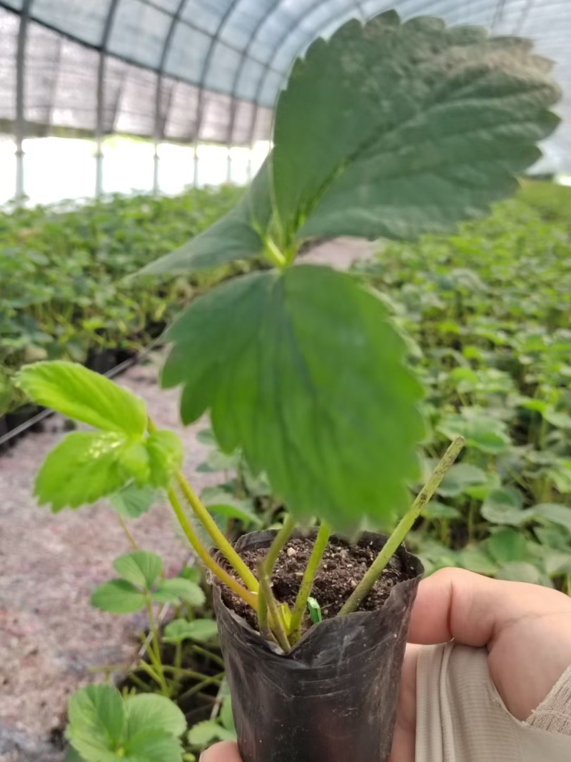 天仙醉草莓母株苗带花带果无根腐无炭迹无角斑成活率高繁殖能